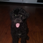 Funda de almohada personalizada Funda de almohada personalizada, su diseño personalizado, funda de cojín decorativa con cotizaci