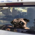 3d Pug Dogs Watch Snail Car Sticker Cartoon Car Styling Wall Home Glass Window Door Laptop Truck Vinyl Decals - Car Stickers - O