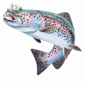 Earlfamily 13cm For Trout Fish Colorful Car Decal Scratch-proof Car Stickers Waterproof Refrigerator Car Decoration For Jdm Suv